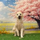 나무애견유치원 이미지