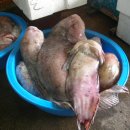 속초곰치국 이미지