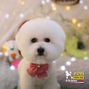 꿈꾸는 강아지 이미지