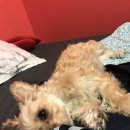 뉴욕도그랜드 이미지