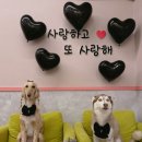 연희재 애견펜션 | 대구 근교 대형견 애견동반 가능 양산 연희재 복층 독채 펜션 후기