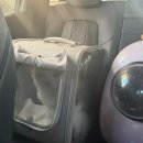 야옹아놀자 | 대구 - 고양이 무마취 미용 잘하는 곳 추천 [야옹아놀자 대구본점] 내돈내산 고양이 2마리 미용 리얼후기