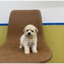 도그마루 동물병원 이미지