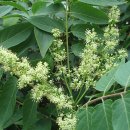 나무와나무 이미지