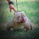 KGB KENNEL 이미지