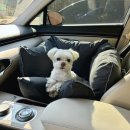 스윗테일 이미지