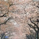 제주 하연 이미지