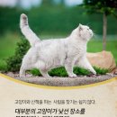 산책하는 고양이 이미지