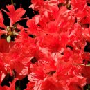 LG슈퍼렛 이미지