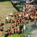 정한농장 이미지