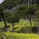 자연-꽃 | 제주 자연 유채꽃 명소 엉덩물계곡 후기｜중문 산책코스 추천