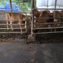 수리한우농장 이미지