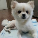 한라동물종합병원 이미지