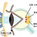 아이헬스케어(Eye Health Care) 이미지