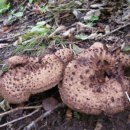 약산궁 능이버섯 이미지