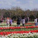 2025 섬 튤립축제 이미지