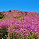 [보류] 96차 토요정기산행! 보성 일림산 철쭉산행! 2023년 05월 06일 토요일! 이미지