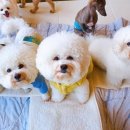 고마워, 강아지 이미지