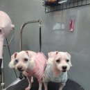 강남애니펫샵 이미지