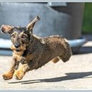 반려동물병원 이미지