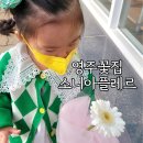 소니아플레르