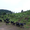 달뜨기흑염소목장 이미지