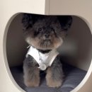 쥬뗌몽슈 이미지