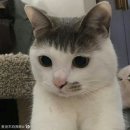 “타이거즈정신”은 불멸의 강인함과 자부심🐯