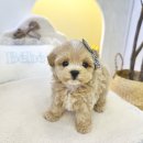 부산강아지분양 퍼피몰리 이미지