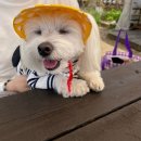월하정인 | 경주 교촌마을 맛집 월하정인 내돈내산 후기(애견 동반, 기본 정보)