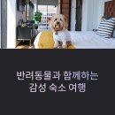 세인트필립 동물병원 | 반려동물과 함께하는 감성 숙소 여행과 예약 꿀팁 총정리