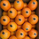 퓨어스펙 블랙라벨 고당도 오렌지 18킬로 1박스 45,000원(중과 사이즈) 이미지