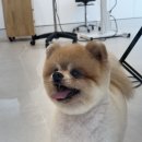 제일 그루밍샵 | 시흥애견미용 잘하는 그루밍이즈 시흥장현지구점 비숑가위컷