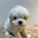 청주 강아지 분양 리몽드 퍼피 켄넬 이미지