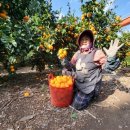 하예동-14 | [5년연속조기품절] 제주 한라봉 5kg 완전 꿀이에요(후기)