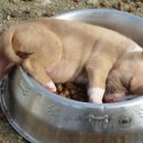 개밥주세요 이미지