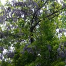 등나무꽃 이미지