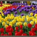 캔마코리아 이미지