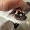 만수동물병원 이미지