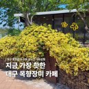씨유뉴교동점 | 대구 목향장미 카페 ‘올드인뉴’ 알려지지 않은 숨은 봄꽃 명소
