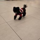 펌킨 펫하우스 서울숲 | [뚝섬/서울숲 강아지 카페 : 내돈내산 펌킨 펫하우스 후기]