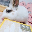 차오름 동물병원 이미지