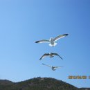 부산갈매기 이미지