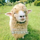 지수목장 | 제주 아이랑 가볼 만한 곳 가성비 동물원 제주양떼목장