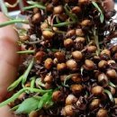 아유란농원 이미지