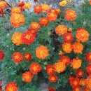 메리골드 이미지