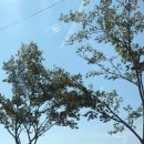 동백초장 이미지