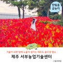 서부농업기술센터 | 11월 제주도 서쪽 가볼만한곳 서부농업기술센터