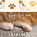 말랑캣 이미지