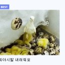 솜아래